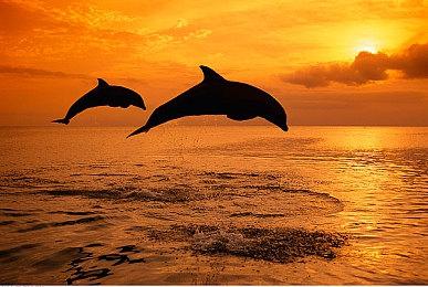 《牧场物语 来吧！风之繁华集市》首支介绍影片发布 8月28日上线